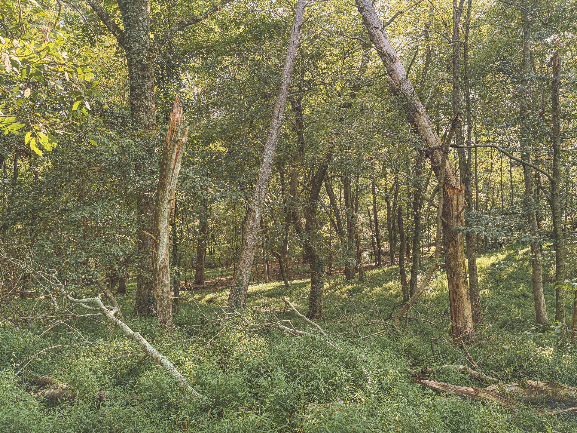 1784 Ogden Road Dayton, TN 37321 - Photo 59 of 62