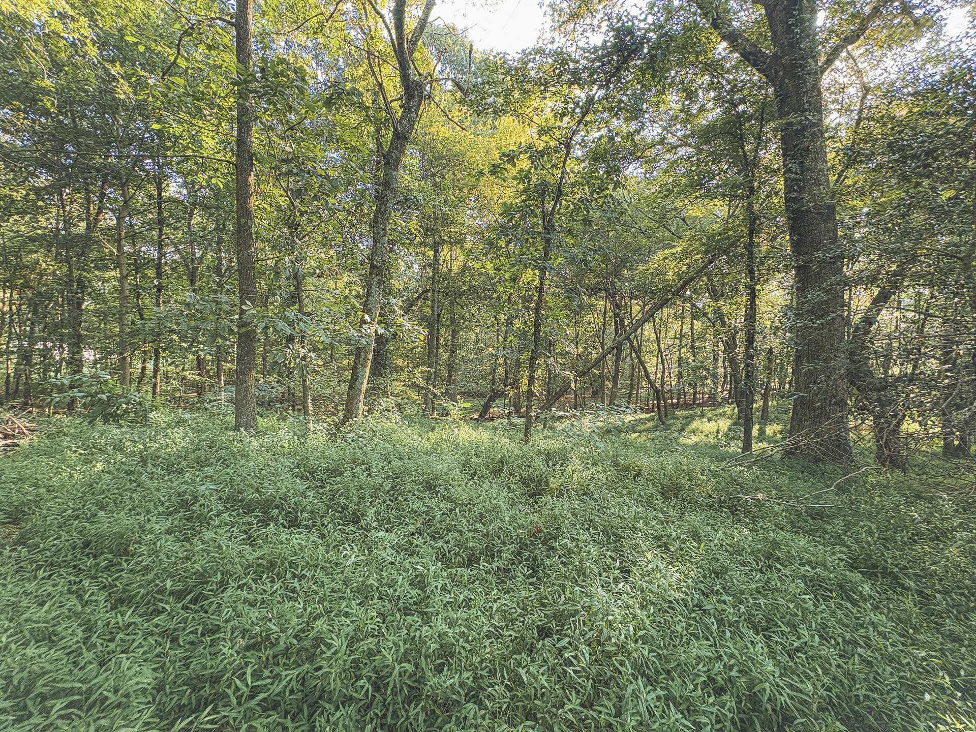 1784 Ogden Road Dayton, TN 37321 - Photo 60 of 62