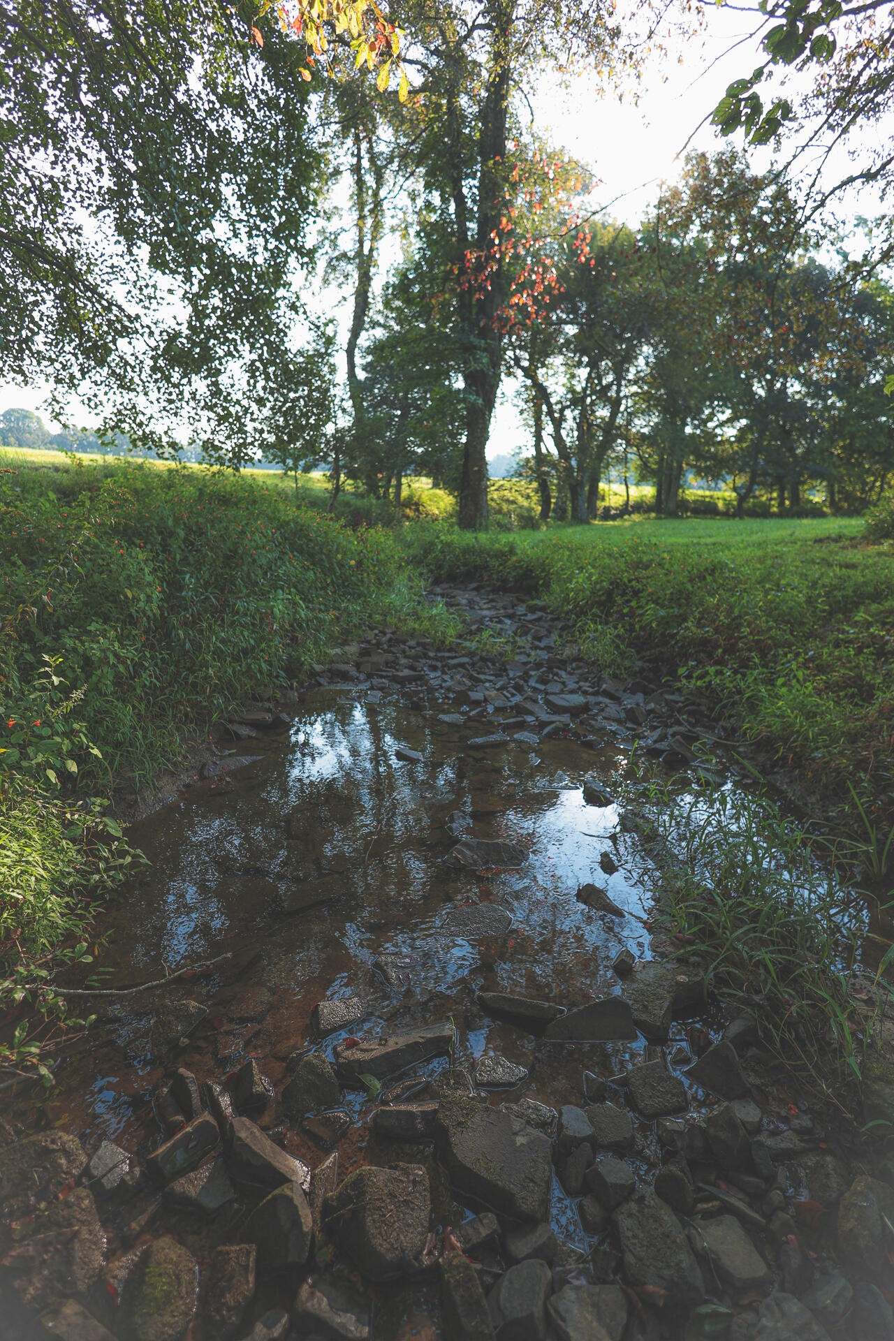 1784 Ogden Road Dayton, TN 37321 - Photo 8 of 62