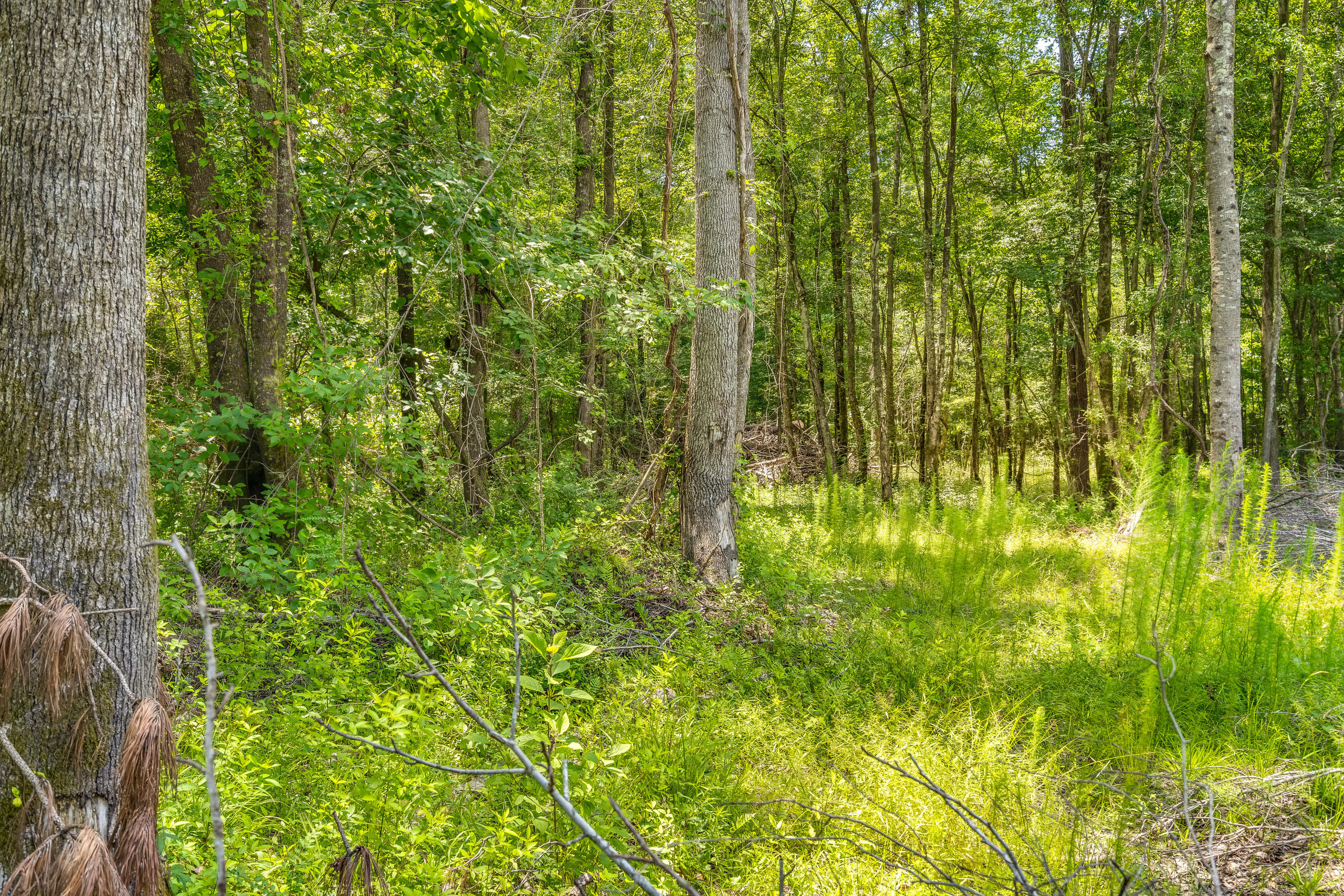 1129 Church Of God Road Bonneau, SC 29431 - Photo 7 of 14 1129 Church of God