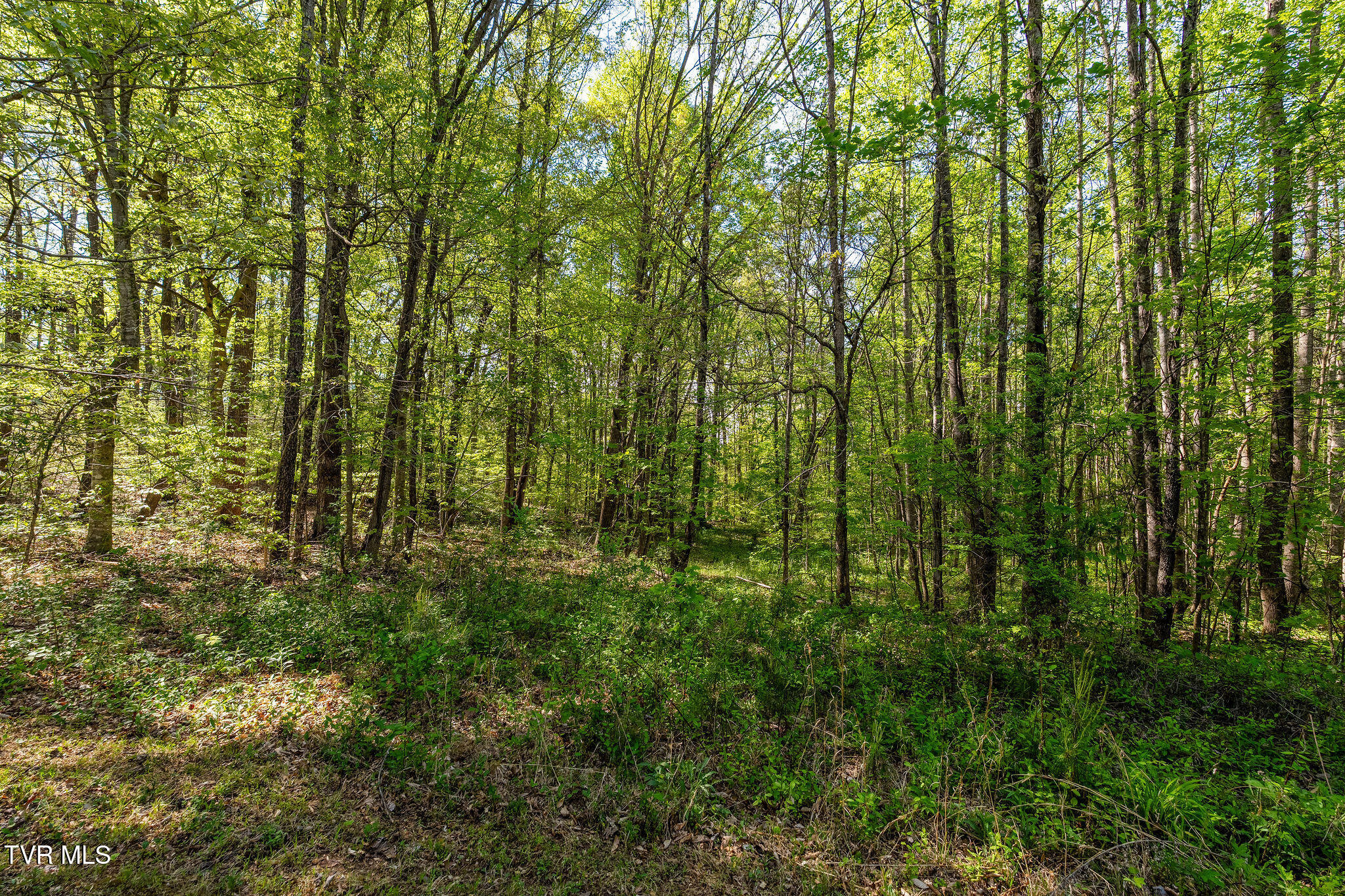110 Keller Road Afton, TN 37616 - Photo 54 of 68 DSC04568