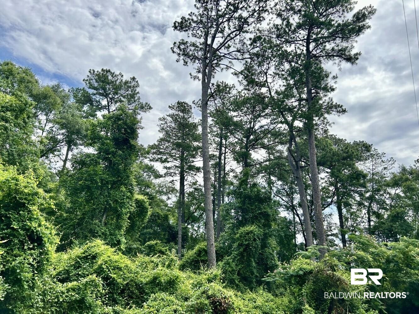 0 Thompson Road Stockton, AL 36579 - Photo 13 of 15 View of local wilderness