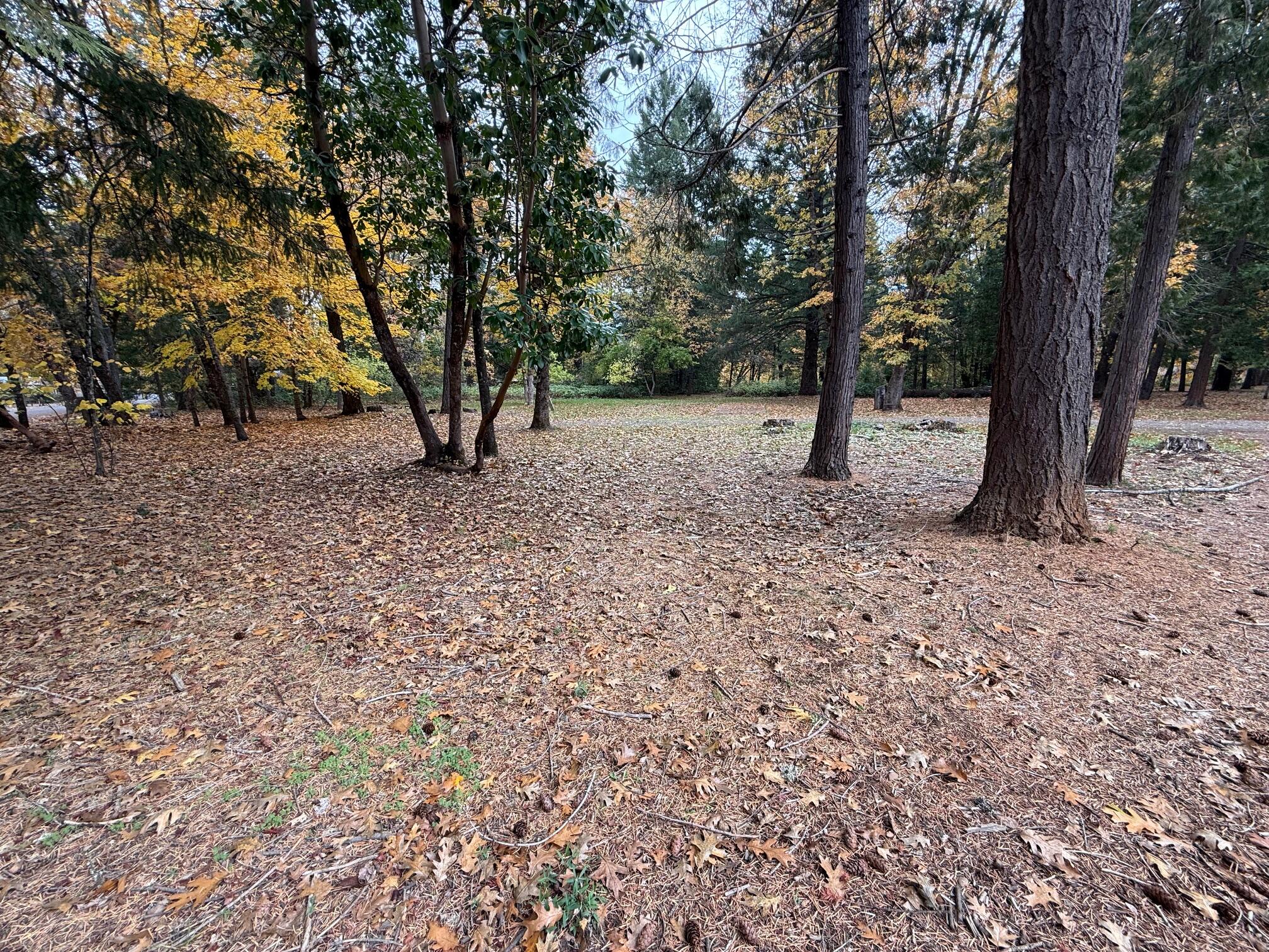 406 Lister Street Cave Junction, OR 97523 - Photo 4 of 4 a view of a forest filled with trees