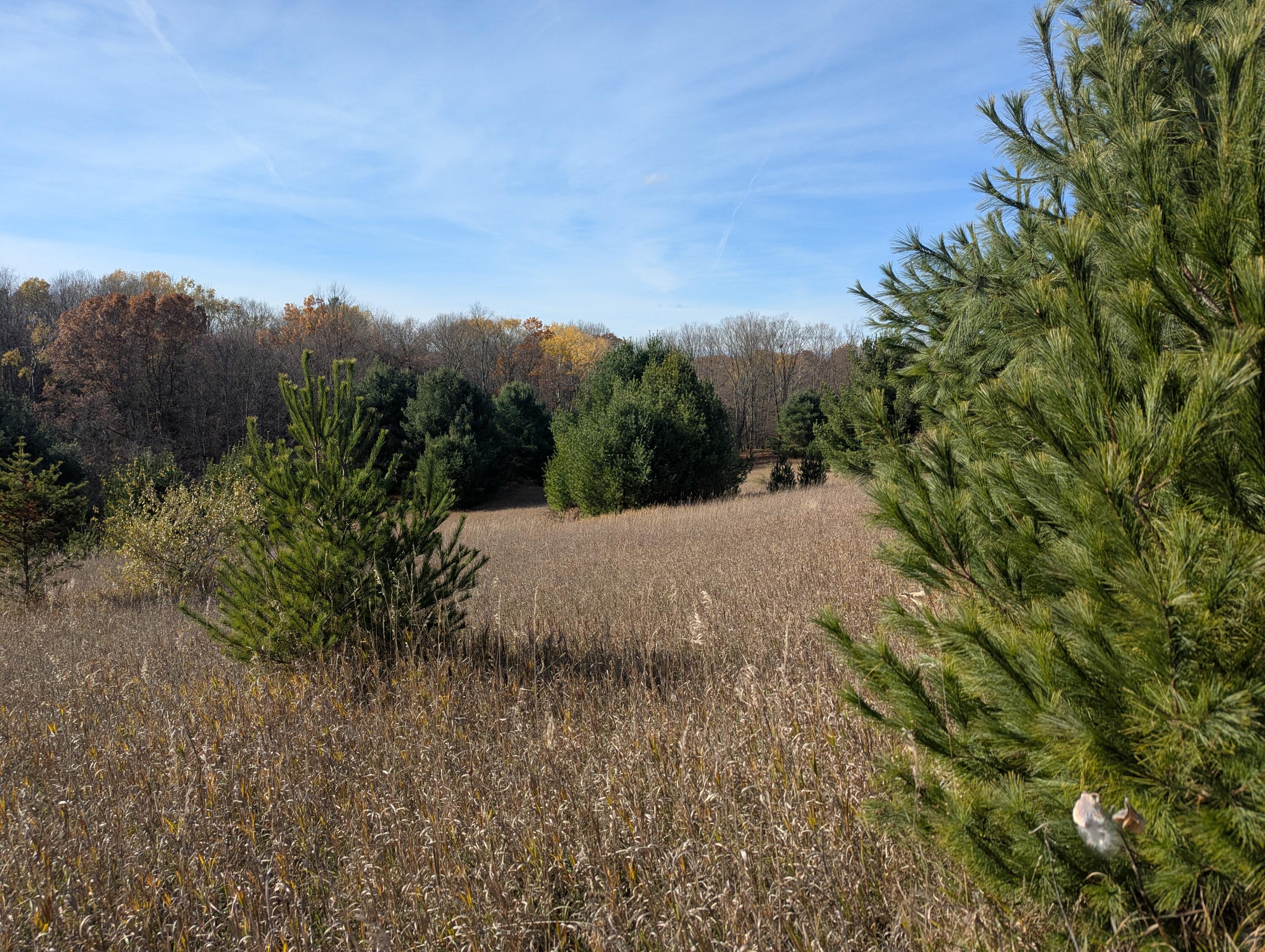 1103 North Frank Smith Road Luther, MI 49656 - Photo 13 of 19 PXL_20251106_183626119