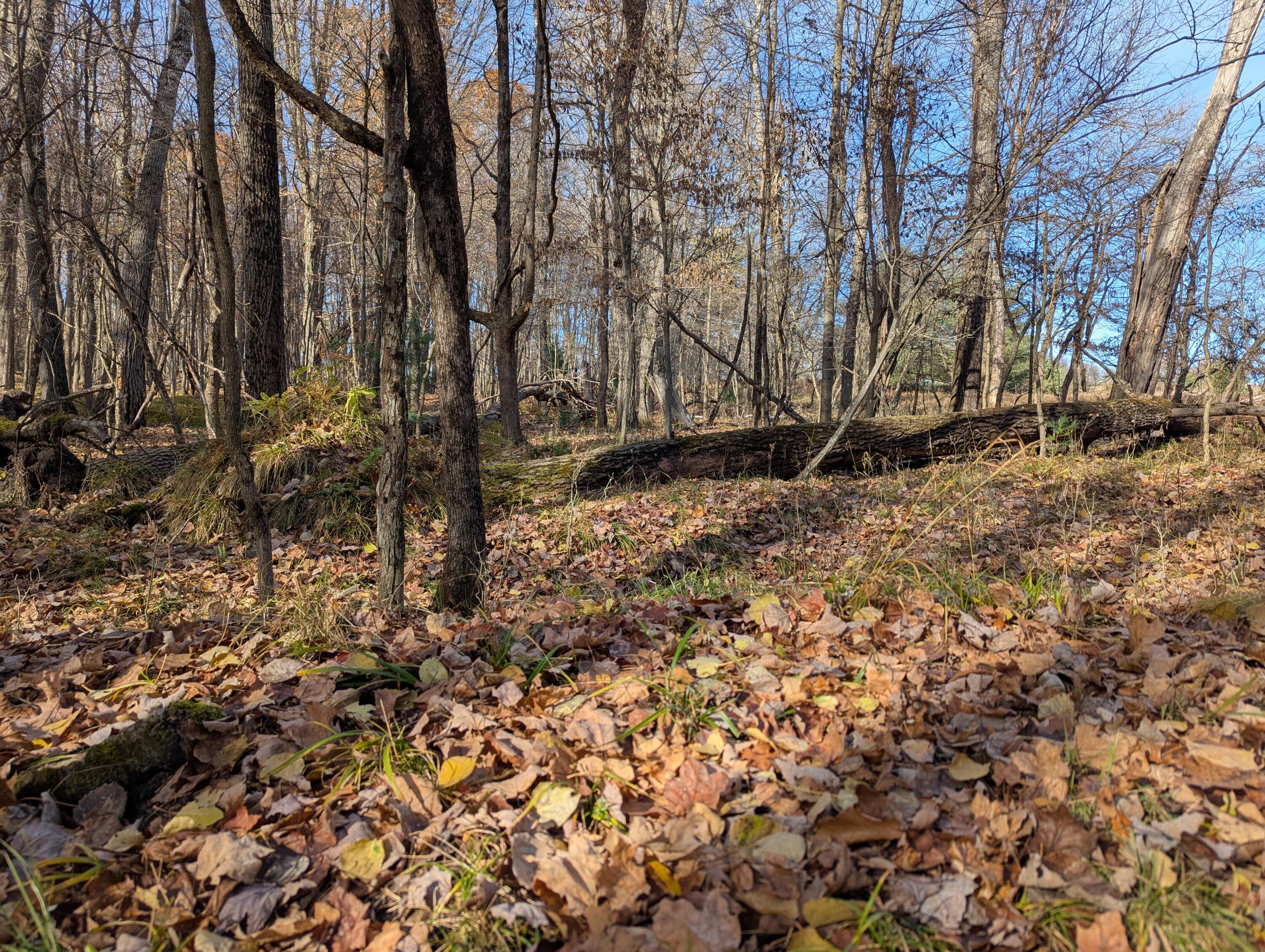 1103 North Frank Smith Road Luther, MI 49656 - Photo 16 of 19 PXL_20251106_184356770