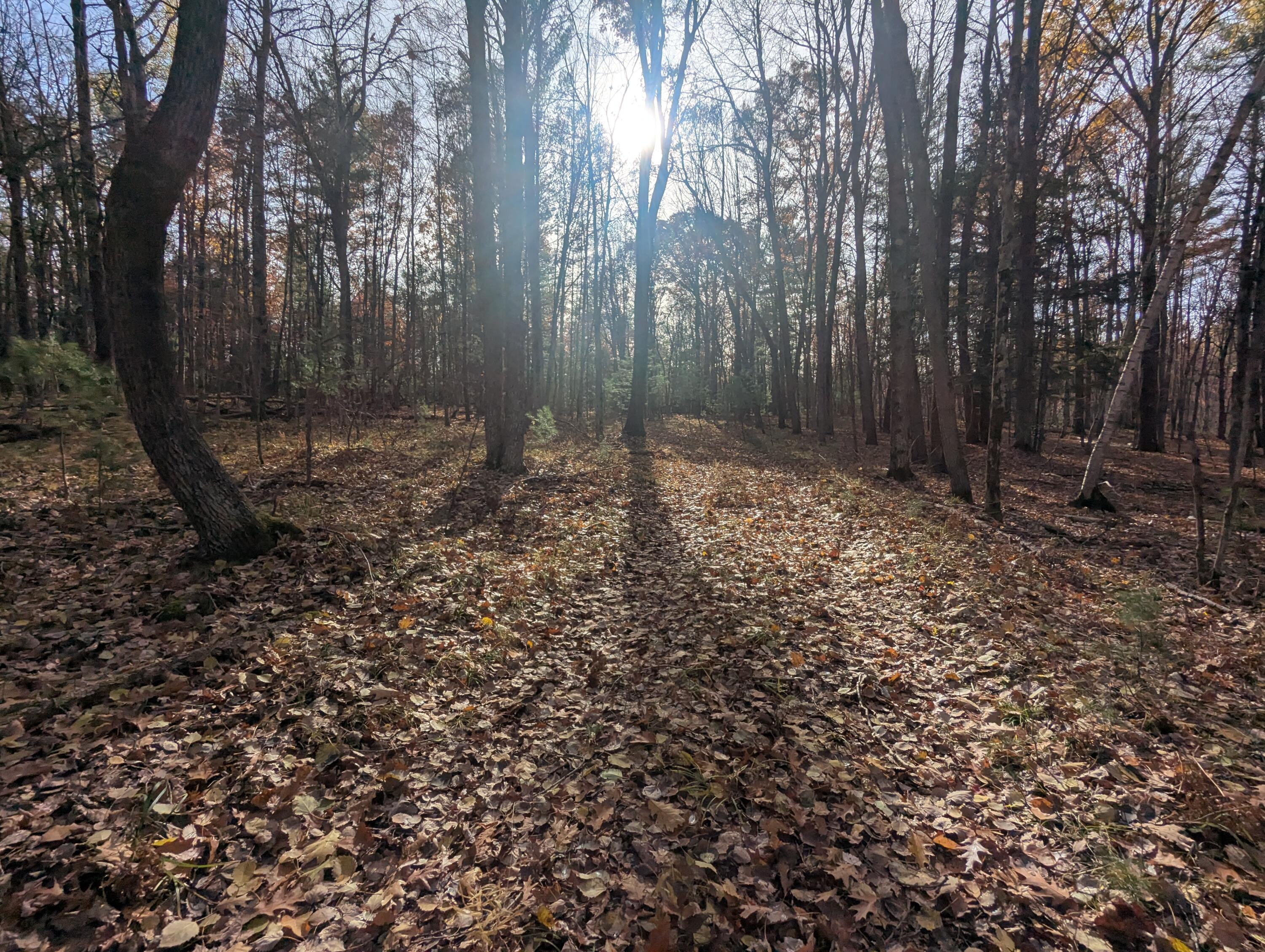 1103 North Frank Smith Road Luther, MI 49656 - Photo 17 of 19 PXL_20251106_184701358