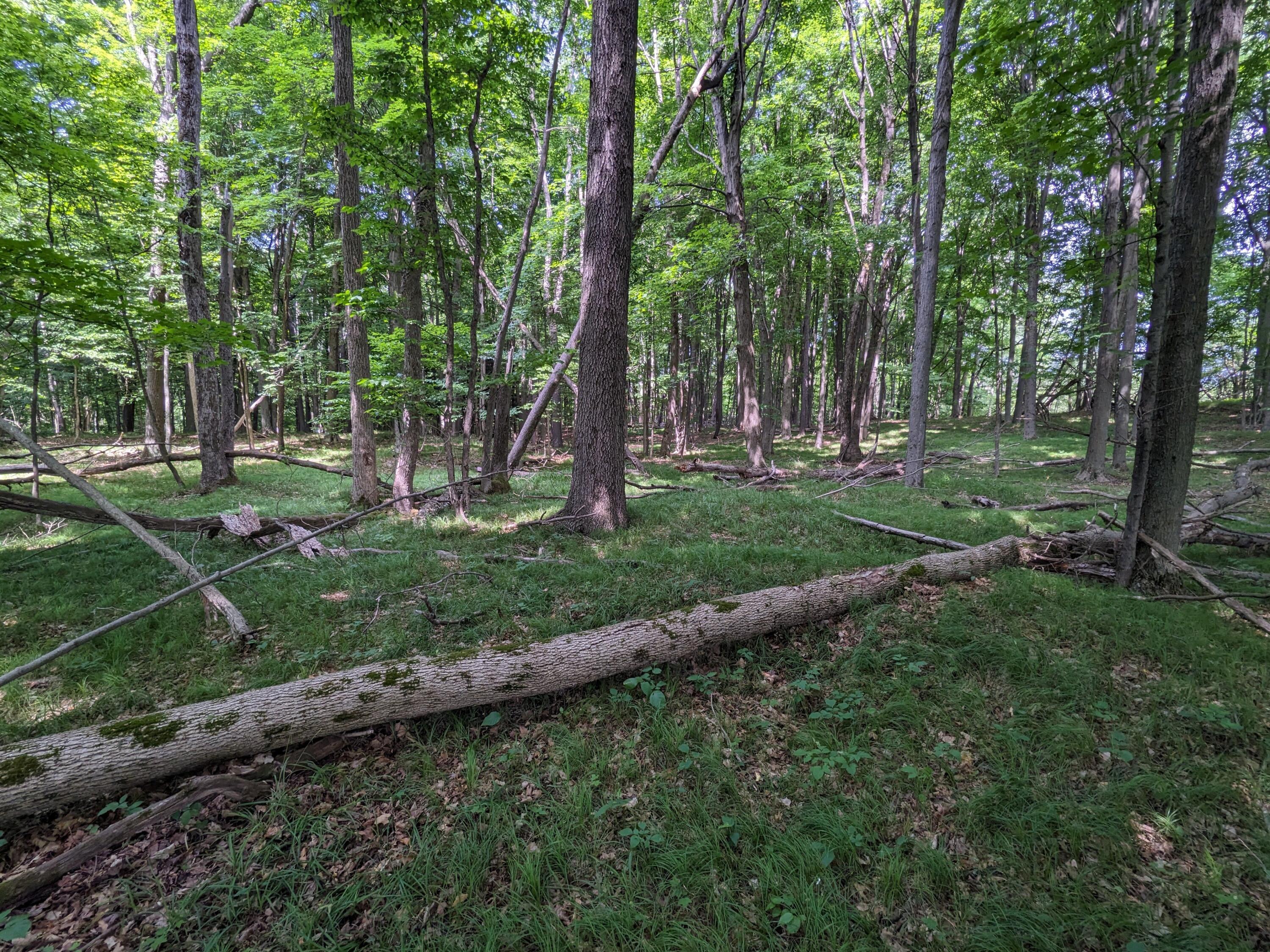 1103 North Frank Smith Road Luther, MI 49656 - Photo 6 of 19 PXL_20230702_154605753