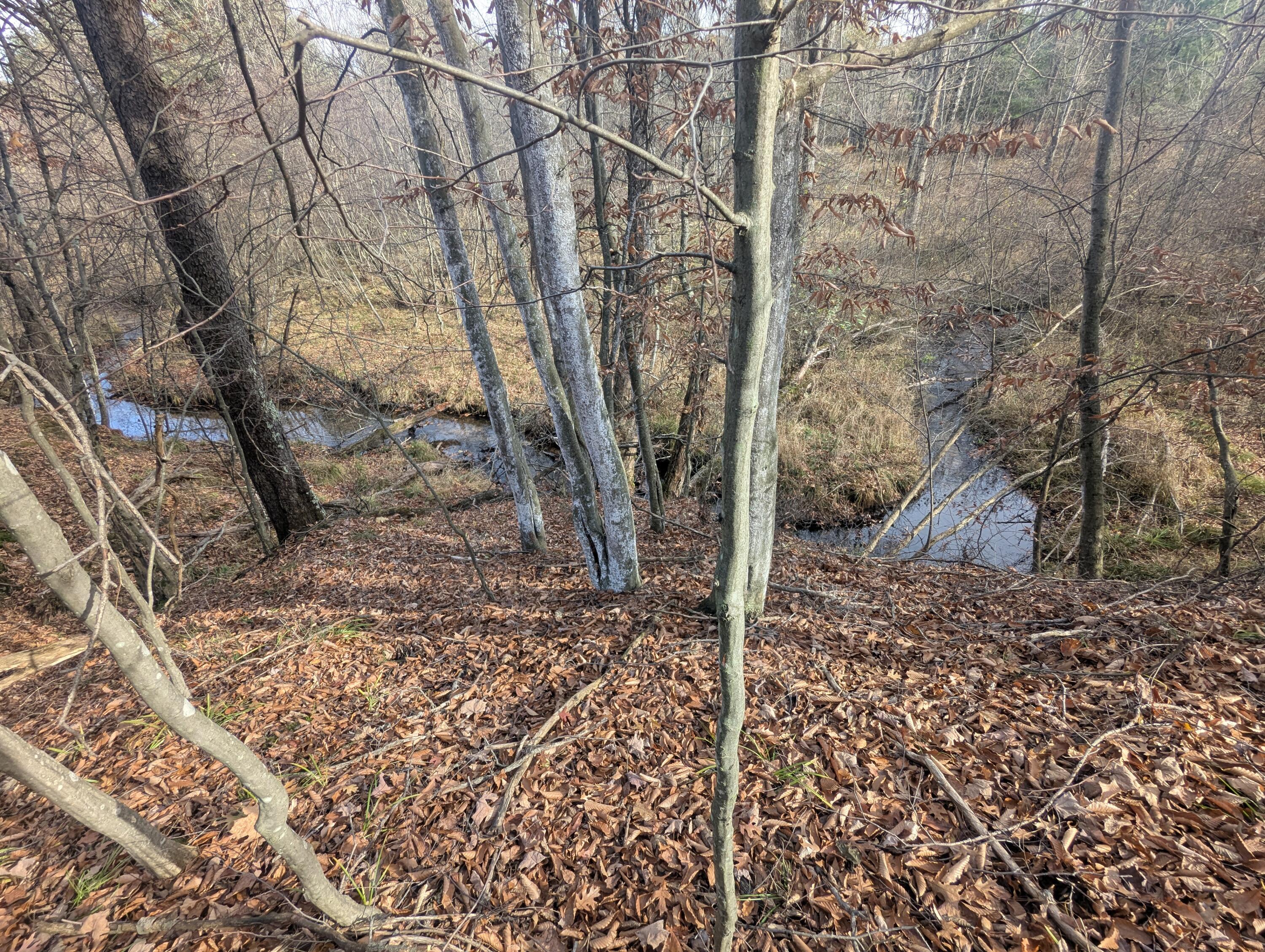 1103 North Frank Smith Road Luther, MI 49656 - Photo 10 of 19 PXL_20251106_182724649