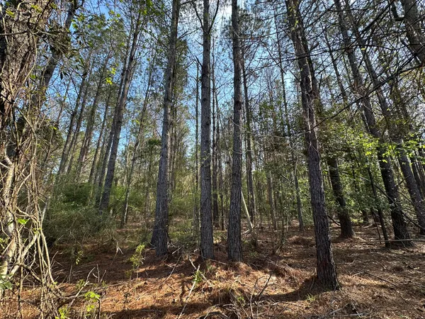 a view of forest