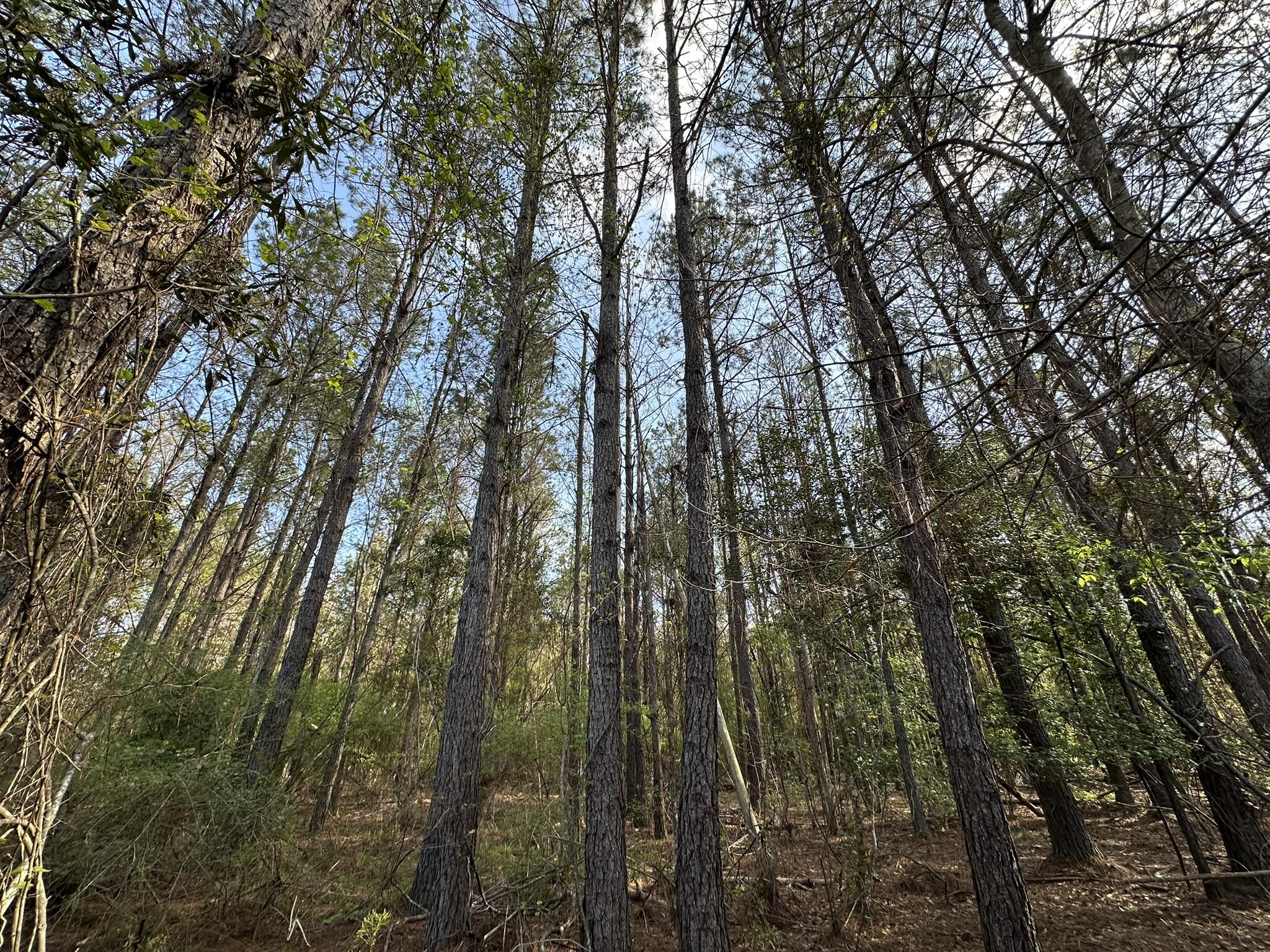 Parcel F Parcel F Snider Ave Road Frisco City, AL 36445 - Photo 3 of 5 a view of forest