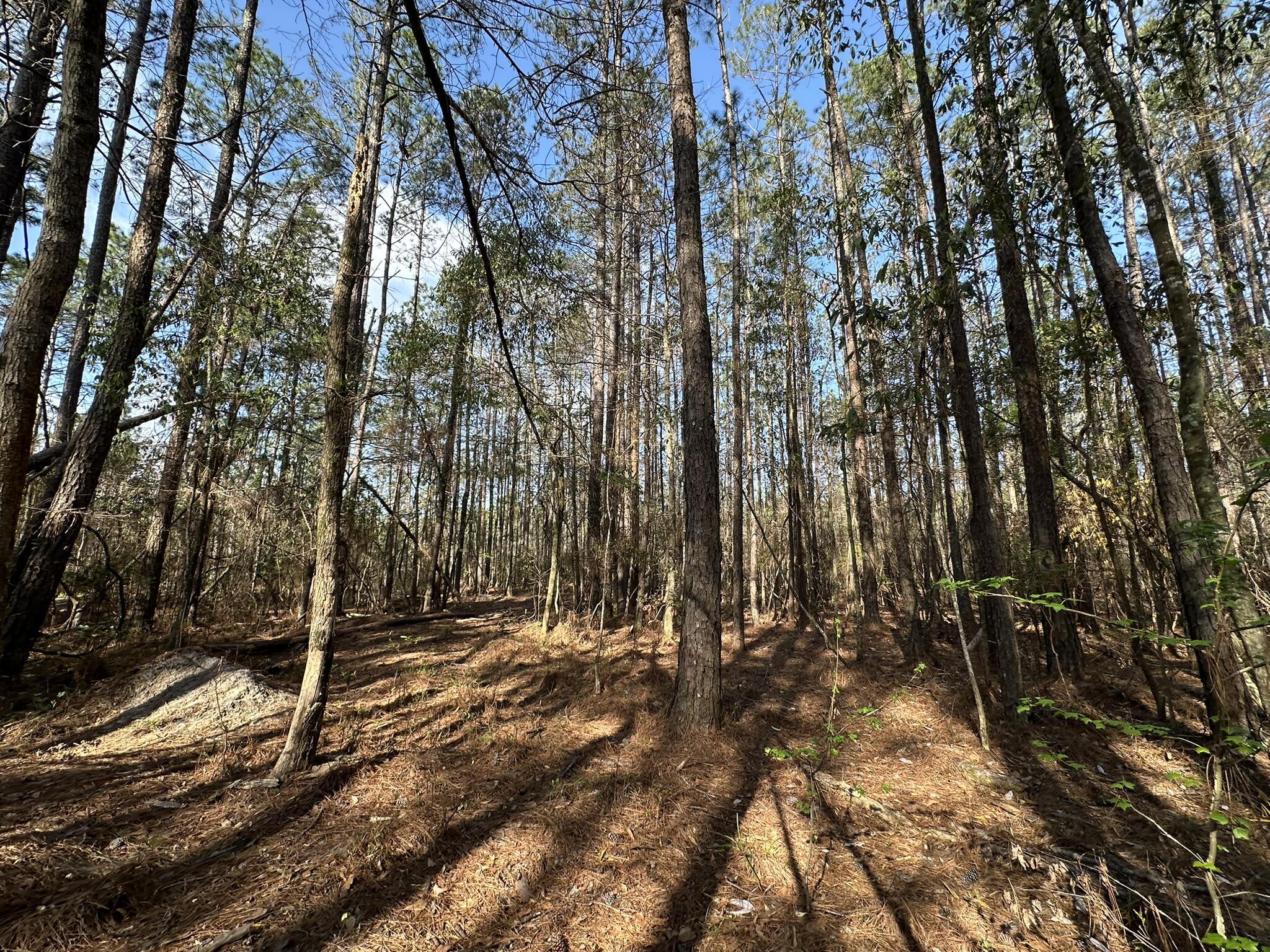 Parcel F Parcel F Snider Ave Road Frisco City, AL 36445 - Photo 4 of 5 a view of outdoor space with trees
