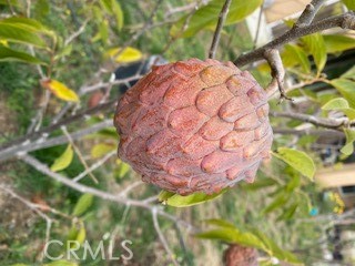 7908 Zona Court Riverside, CA 92507 - Photo 40 of 53 red cherimoya/custard sugar apple