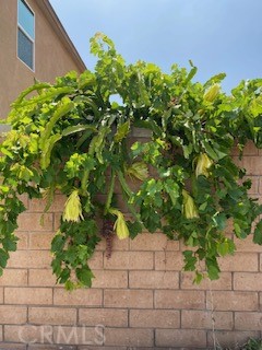 7908 Zona Court Riverside, CA 92507 - Photo 42 of 64 Seasonal fruit/ Dragon fruit