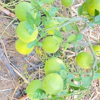 7908 Zona Court Riverside, CA 92507 - Photo 43 of 64 lemon