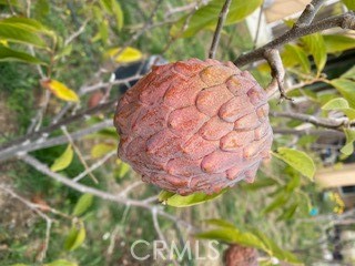 7908 Zona Court Riverside, CA 92507 - Photo 44 of 64 red cherimoya/custard sugar apple