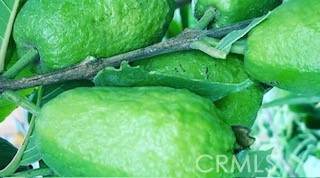 7908 Zona Court Riverside, CA 92507 - Photo 44 of 53