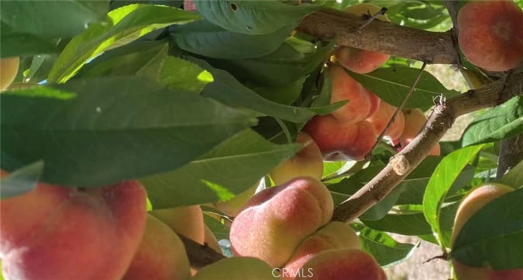 7908 Zona Court Riverside, CA 92507 - Photo 45 of 53 Donut peach