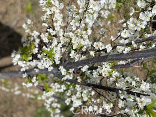 7908 Zona Court Riverside, CA 92507 - Photo 46 of 64