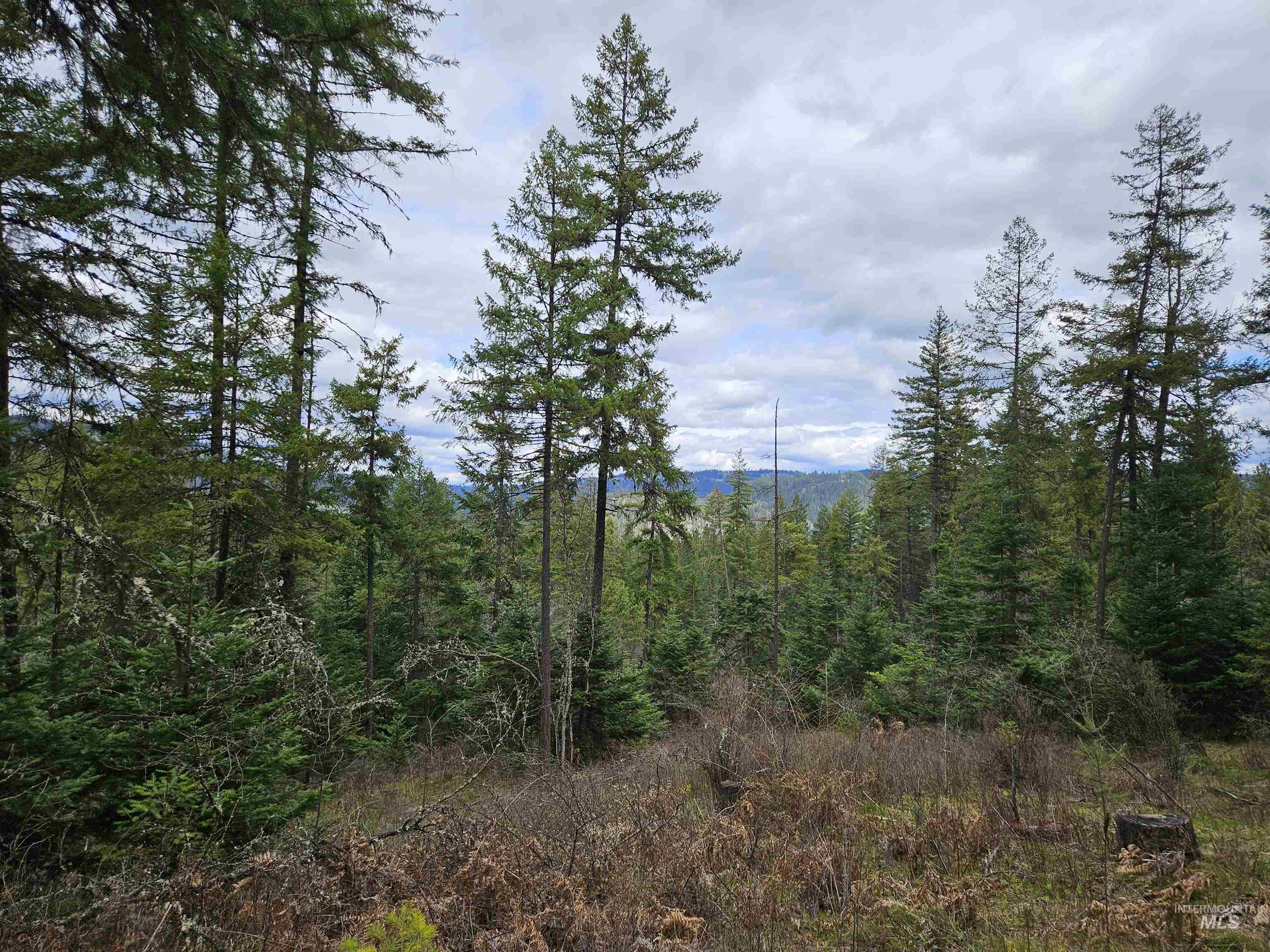 Tbd Tbd O'brien Orofino, ID 83544 - Photo 15 of 50