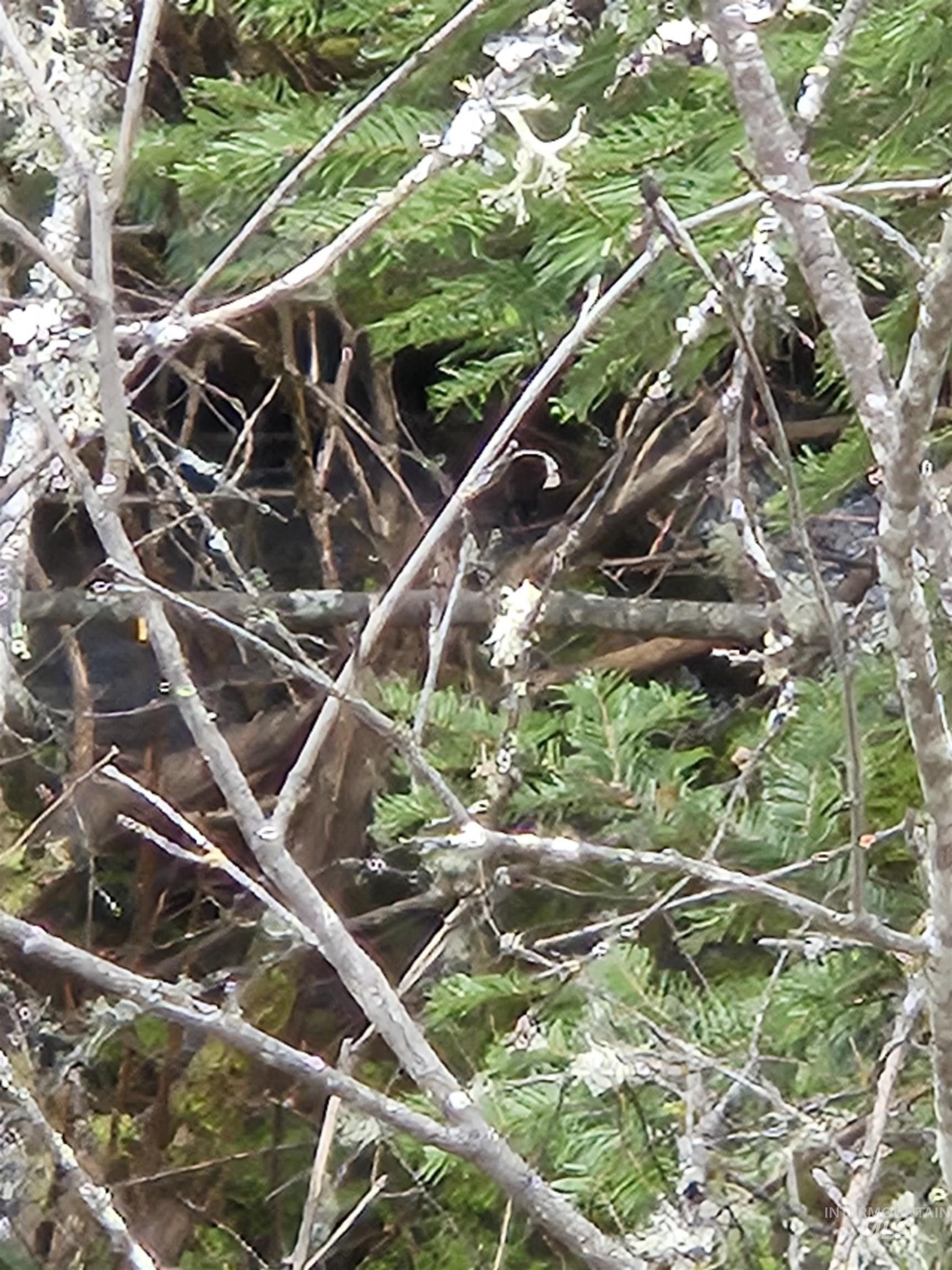 Tbd Tbd O'brien Orofino, ID 83544 - Photo 20 of 50