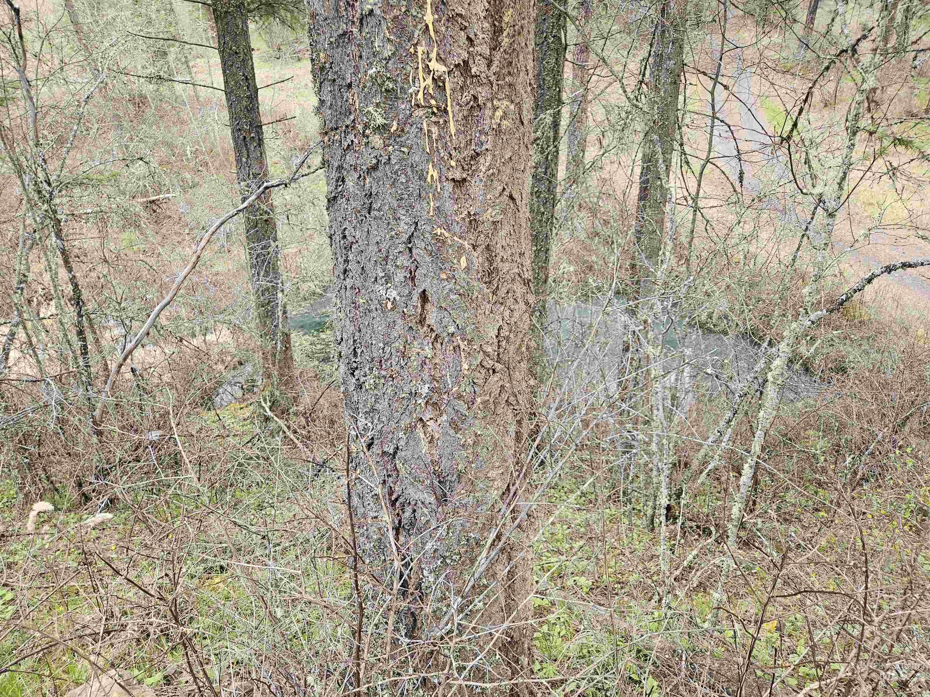 Tbd Tbd O'brien Orofino, ID 83544 - Photo 21 of 50