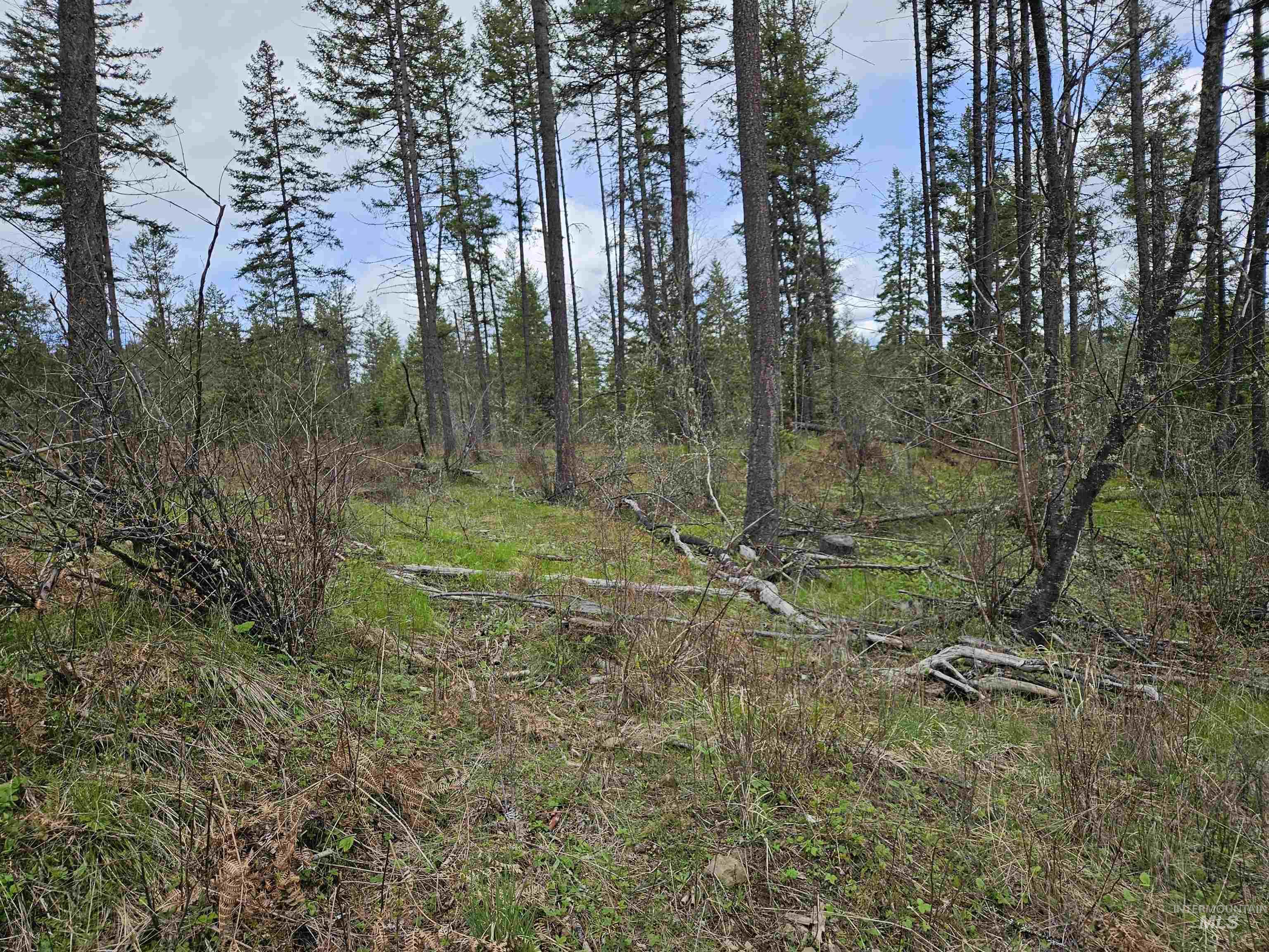 Tbd Tbd O'brien Orofino, ID 83544 - Photo 5 of 50