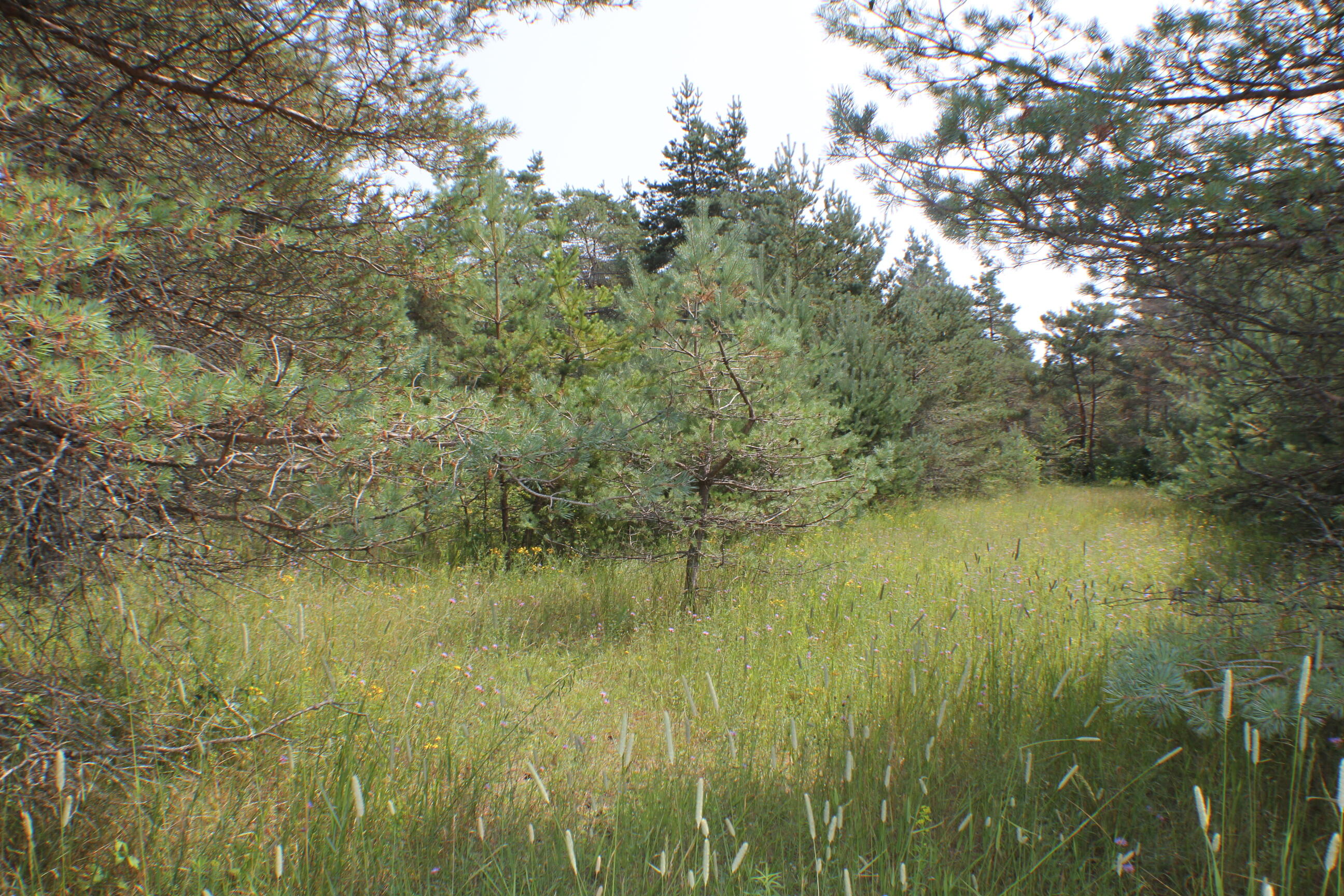 5744 North Webb Road Hessel, MI 49745 - Photo 9 of 14 Gallery Image 9