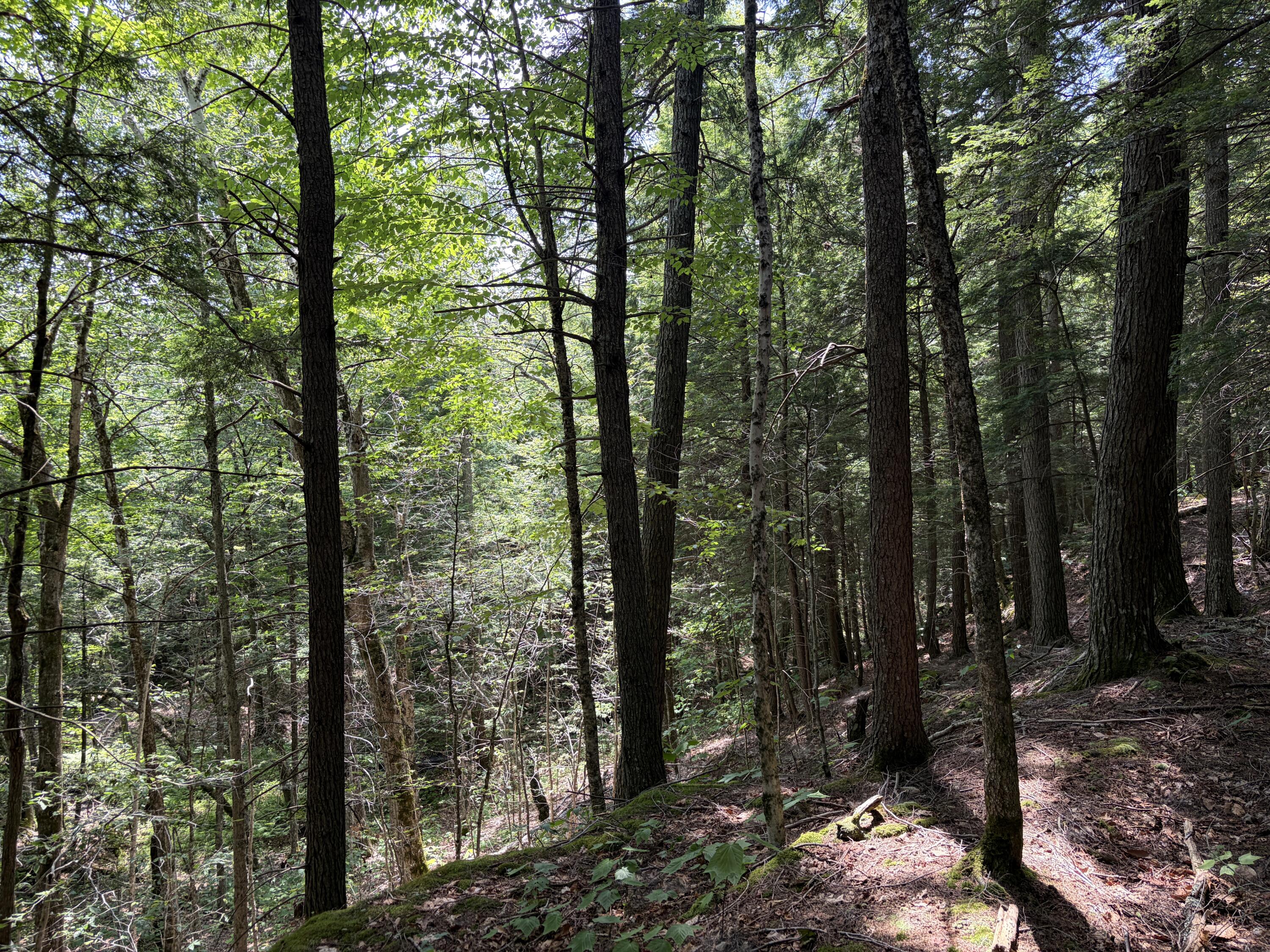 32-acres Belden Woods Road Palermo, ME 04354 - Photo 15 of 28 IMG_8297