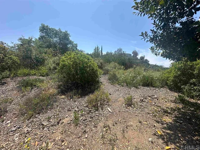 a view of a dry yard with trees