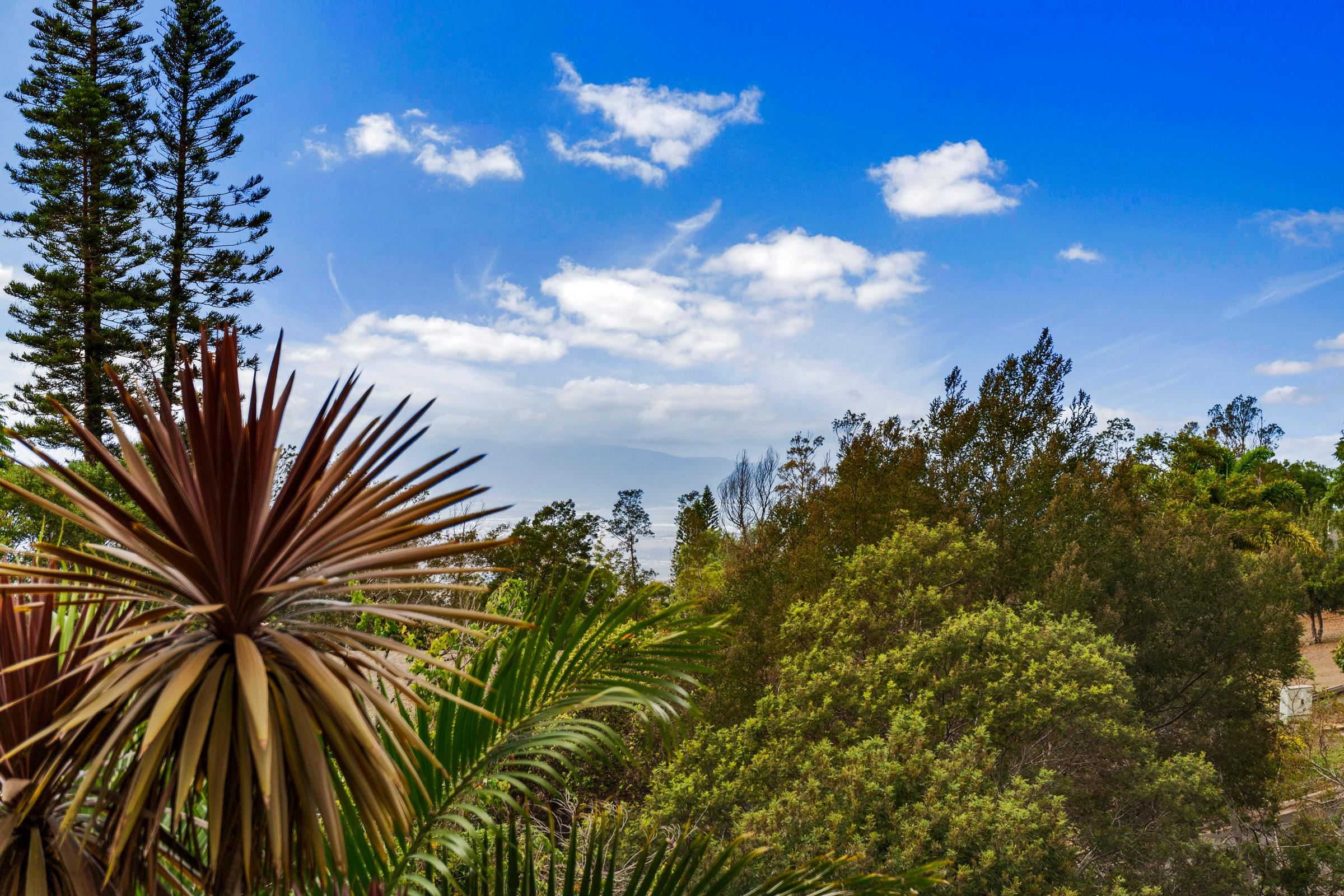 33 U'au Place Kula, HI 96790 - Photo 18 of 50 a view of a yard