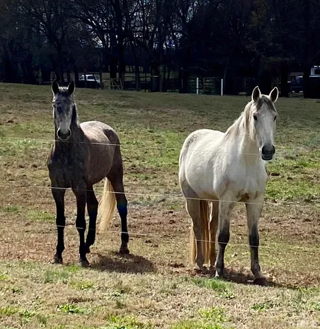 a view of a yard with a sink