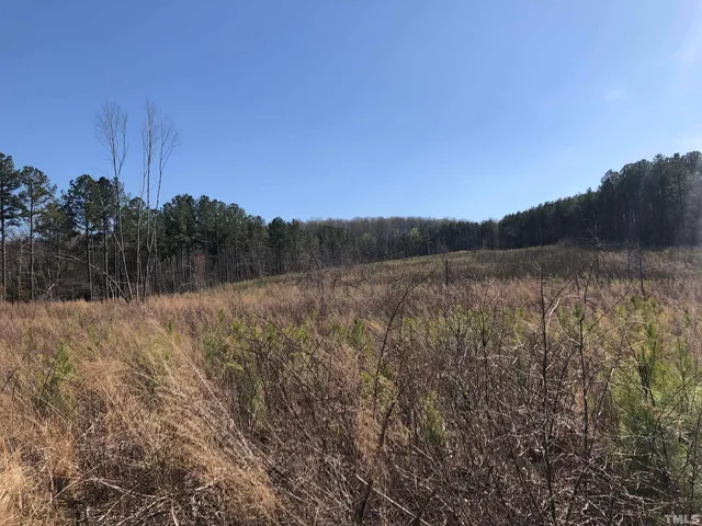 a view of a forest with trees in the background