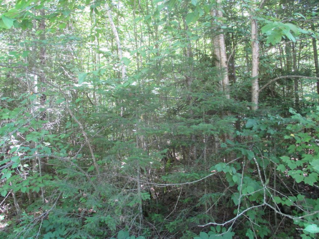 Cherry Valley Road Bethlehem, NH 03574 - Photo 19 of 26