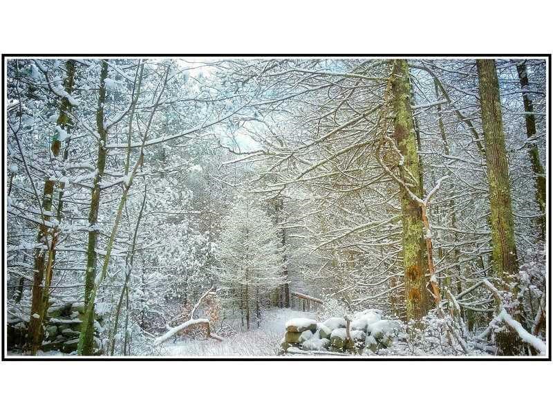 911 Tunk Hill Road Scituate, RI 02825 - Photo 38 of 38 YARD IN WINTER