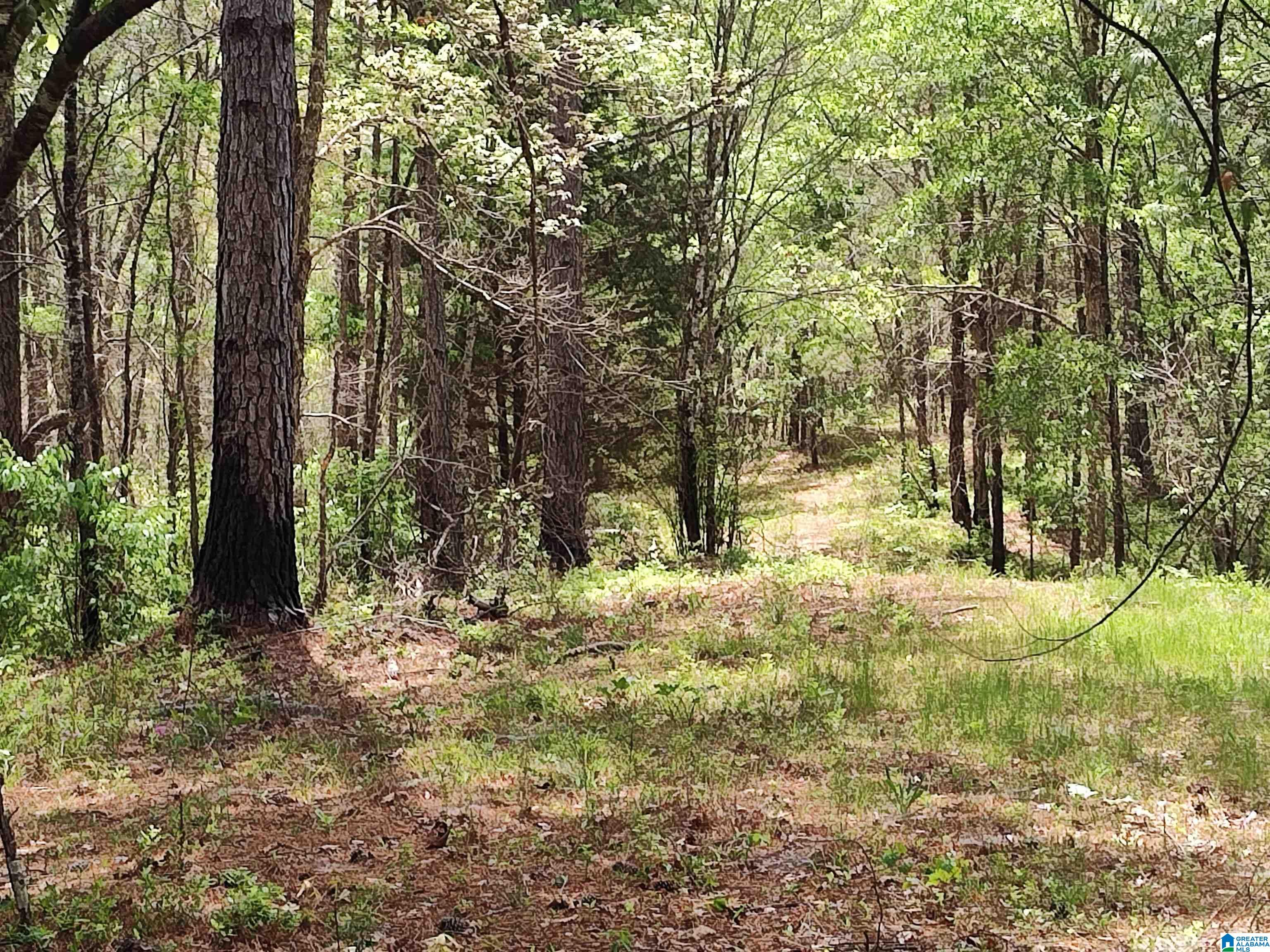 0 Little Tom Road Rockford, AL 35136 - Photo 8 of 8
