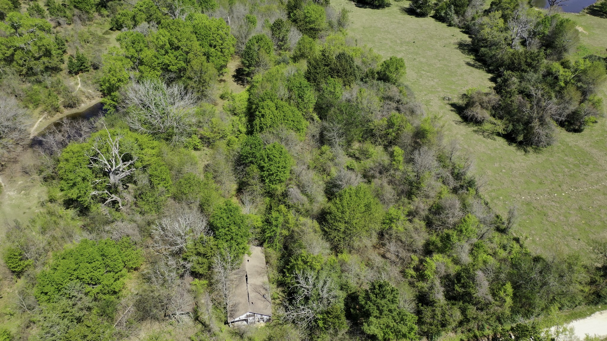 9779 Newport Lane Midway, TX 75852 - Photo 6 of 11 a view of a lush green forest with lots of trees