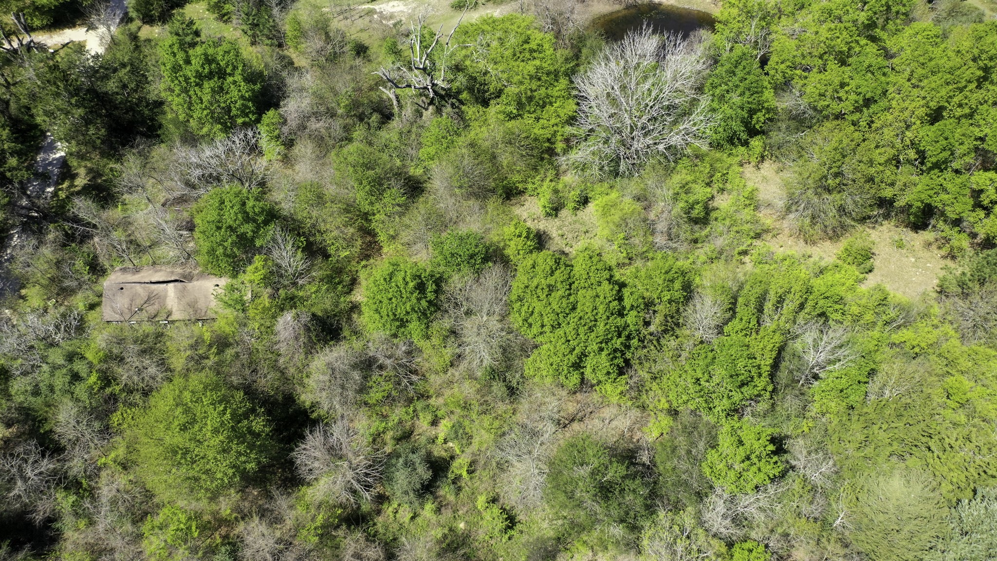 9779 Newport Lane Midway, TX 75852 - Photo 7 of 11 a view of a lush green forest with lots of trees