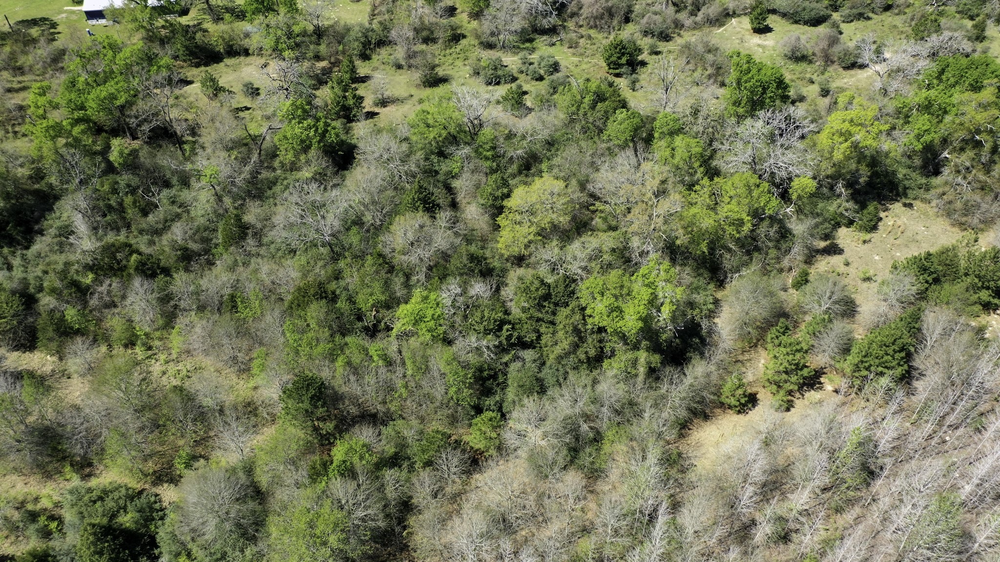 9779 Newport Lane Midway, TX 75852 - Photo 10 of 11 a view of a lush green forest with lots of trees