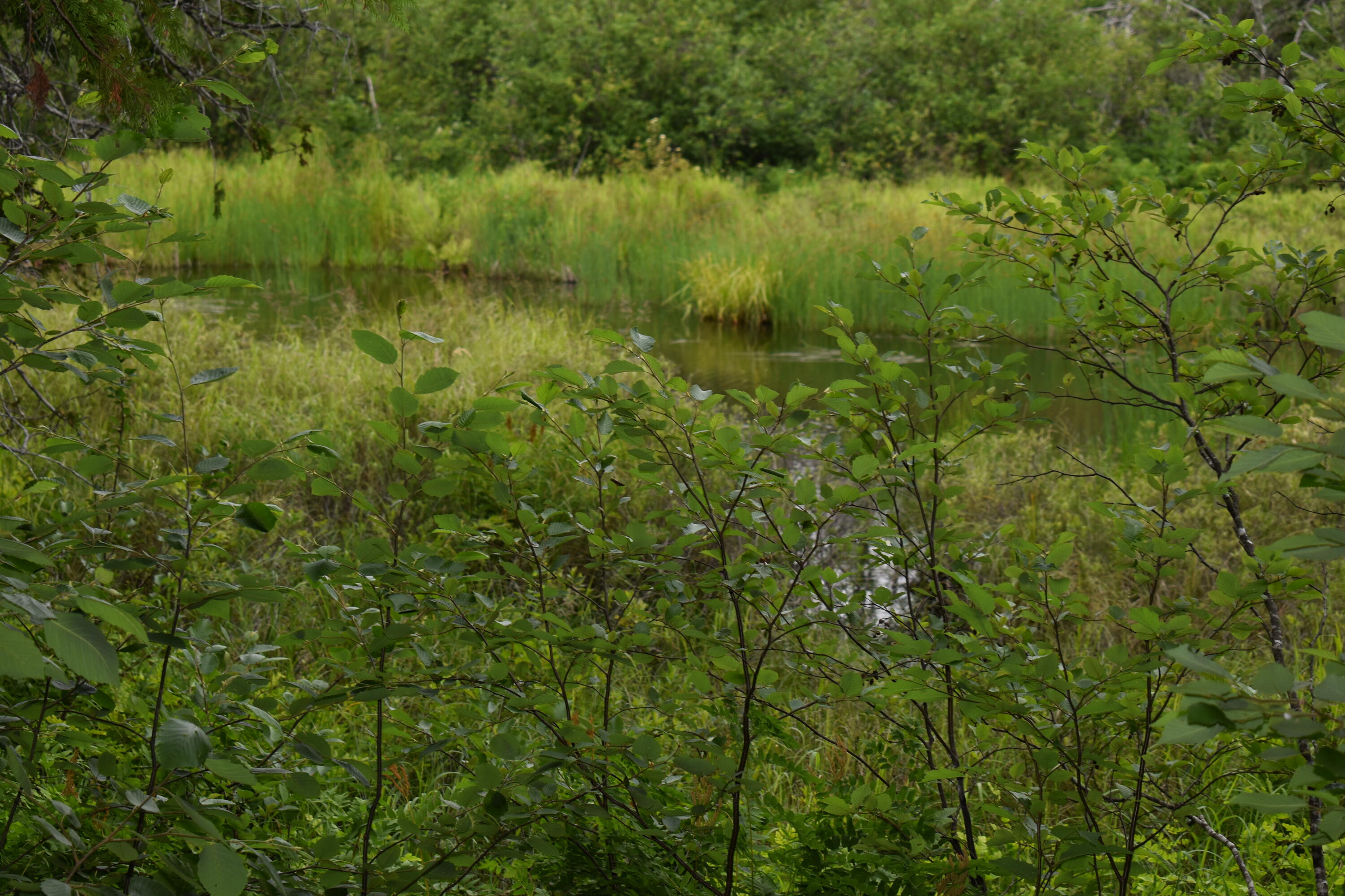 Off Town Line Road Springfield, ME 04487 - Photo 9 of 20 DSC_0184
