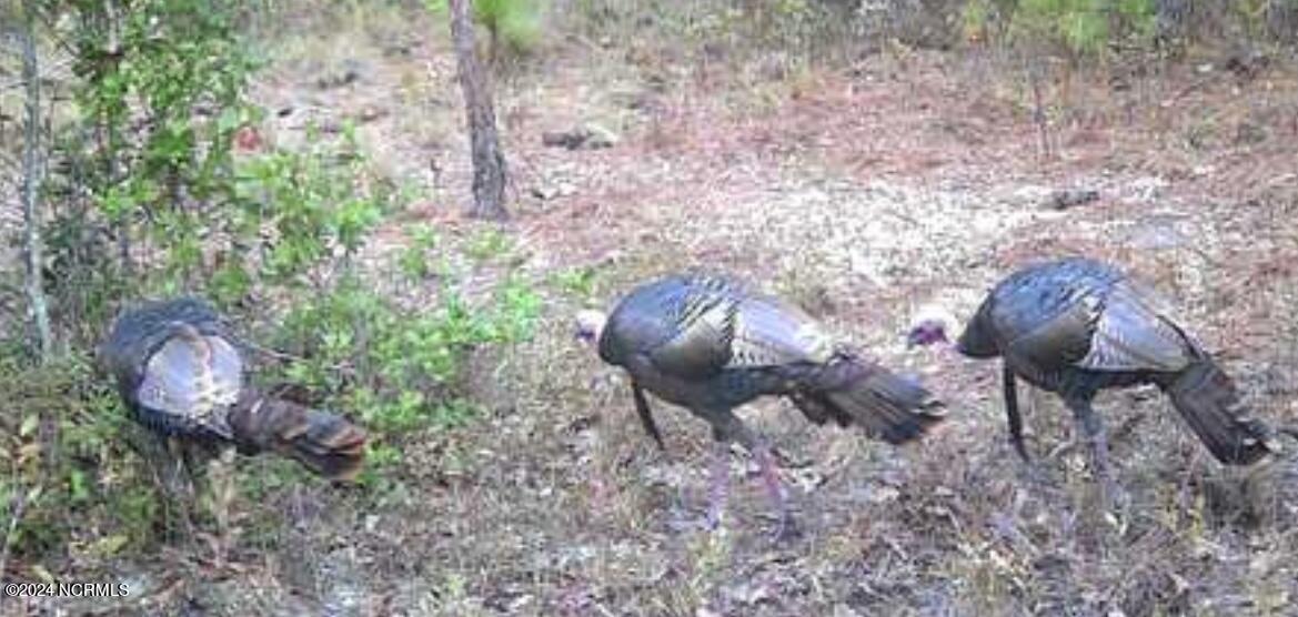 326 Sand Ridge Road Hubert, NC 28539 - Photo 4 of 13 IMG_2311