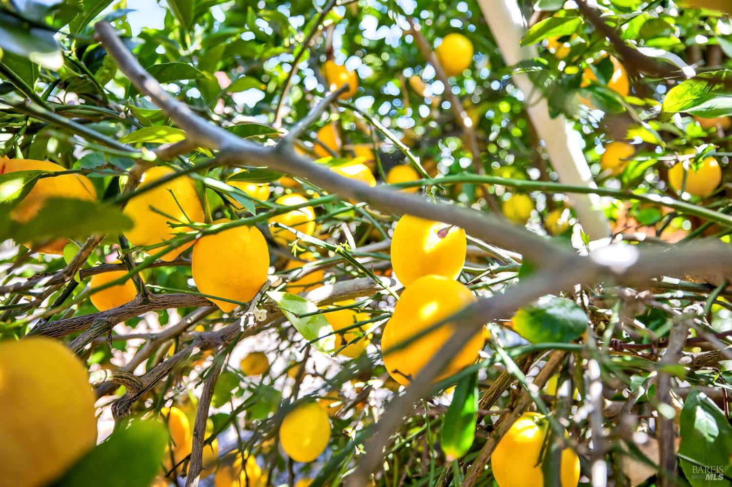 5035 Boulder Lane Santa Rosa, CA 95405 - Photo 47 of 49