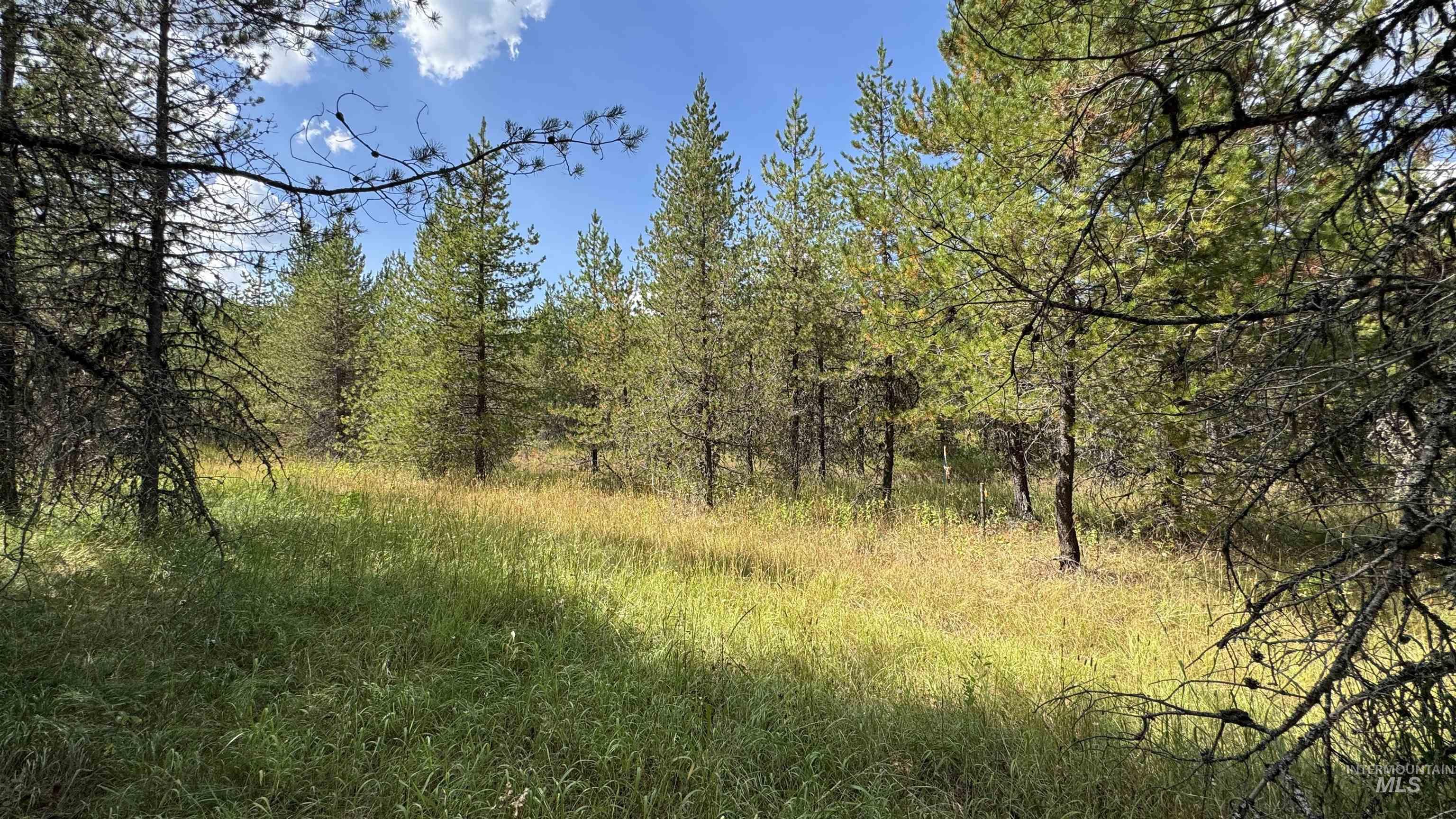19 Band Mill Loop Road Orofino, ID 83544 - Photo 1 of 1 View of tree filled area
