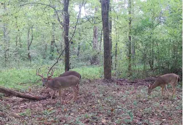 $1,354,000 | Tithelo Rd Road, Canton, MS 39046