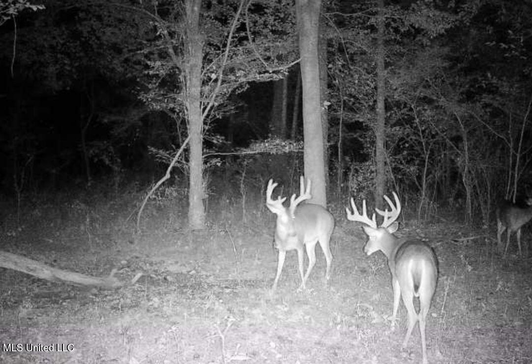 Tithelo Rd Road Canton, MS 39046 - Photo 14 of 15 GAME CAM 2
