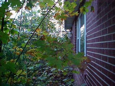 512 Freehling Road Buchanan, MI 49107 - Photo 3 of 3 Additional Photo