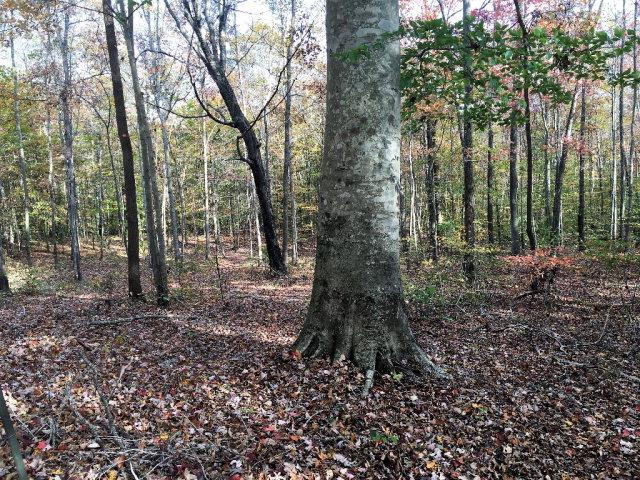 0 Hunting Club Road Irvine, KY 40336 - Photo 15 of 19 Photo 15