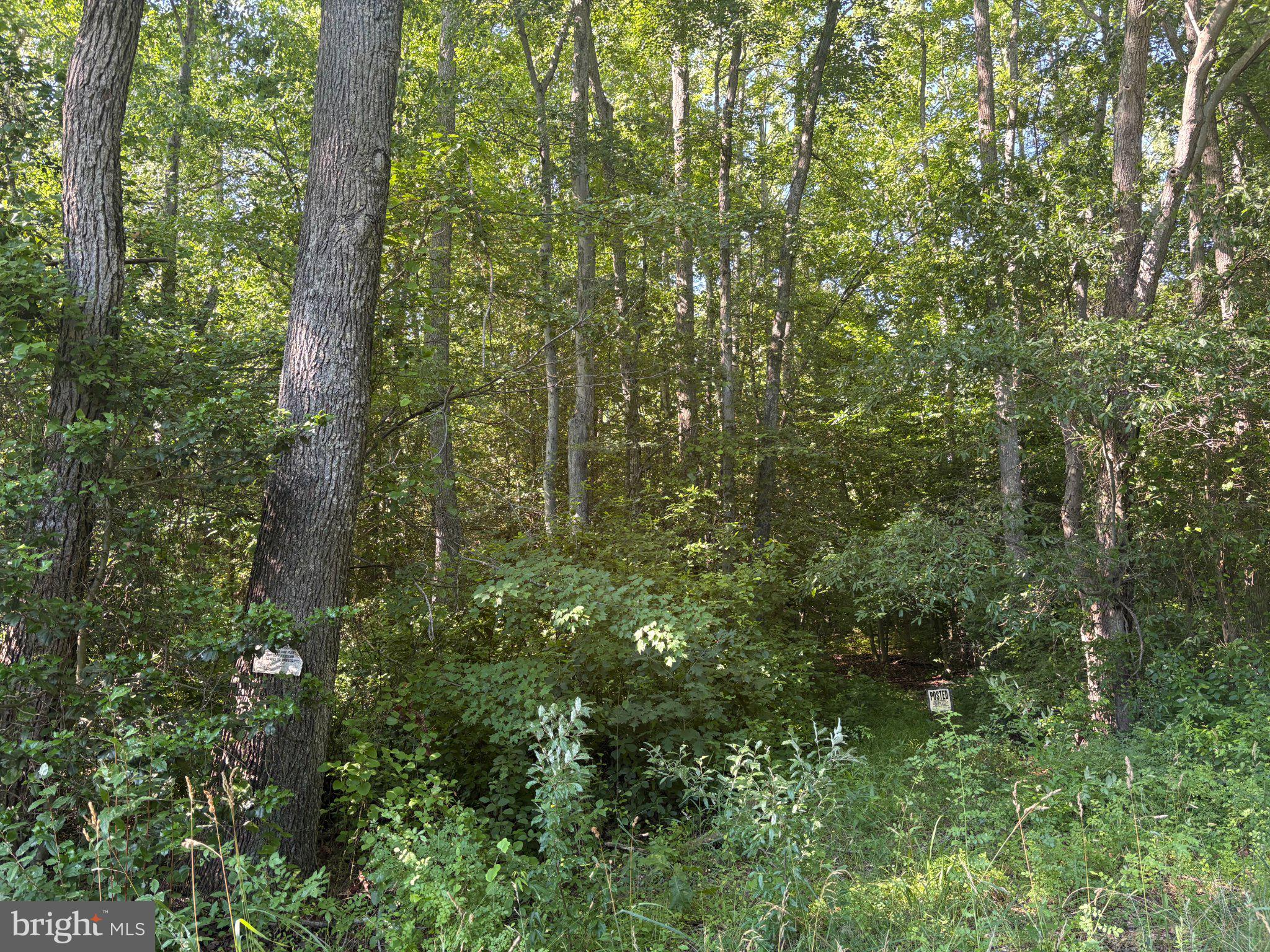 0 Mill Pond Road Salem County, NJ 08502 - Photo 2 of 4 Lush woodland retreat awaits exploration.