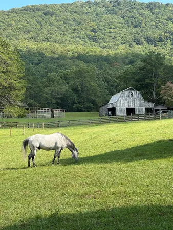 a view of a swimming pool with lawn chairs and plants