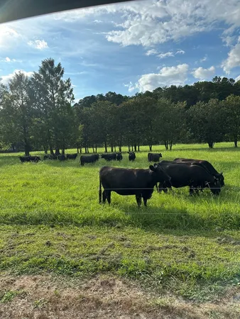 $5,499,000 | 3147 Old Highway 64 West, Warne, NC 28909