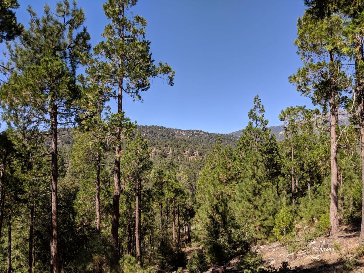 Middle Ridge Idyllwild, CA 92549 - Photo 2 of 11 a view of a tree